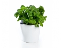 Herb2O Plant Pot